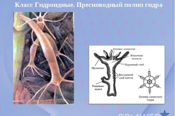 Как написать администрации даркнета кракен